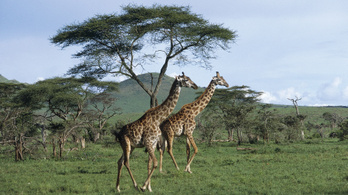 Veszélyeztetett fajnak nyilvánítanák a zsiráfot
