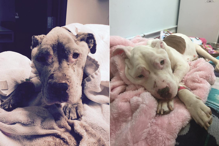 Hihetetlen csodát tett a haldokló beteg kutyával az emberi szeretet: képeken a megható történet