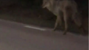 Nagyon ritka farkas-jelenést filmezett le egy svéd férfi