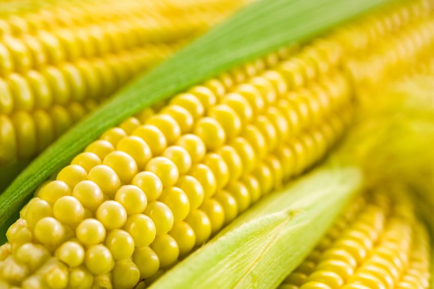 fehér kukorica előnyös a fogyás