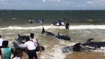 Húsz bálnát mosott partra a víz Srí Lankánál