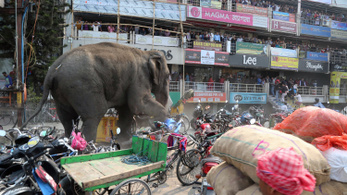 Három év alatt 1052 embert öltek meg indiai elefántok
