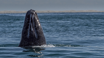 Engedély nélkül öltek le egy védett bálnát a jupik