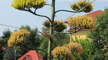 Botanikai csoda: 7,5 méteres agave virágzik Miskolcon