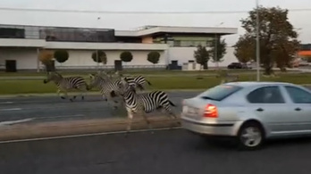 Elszabadult zebrák vágtattak Sopronban