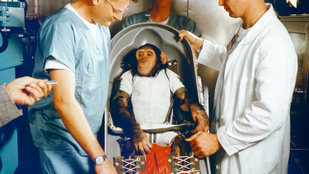 Elképesztő fotók kerültek elő a '60-as években az űrbe kilőtt majmokról