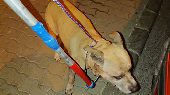 Hazamehet a pitbull, ami széttépett egy tacskót
