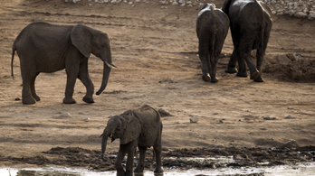 Trump átgondolja, hogy hozzájárul-e az elefántvadászathoz