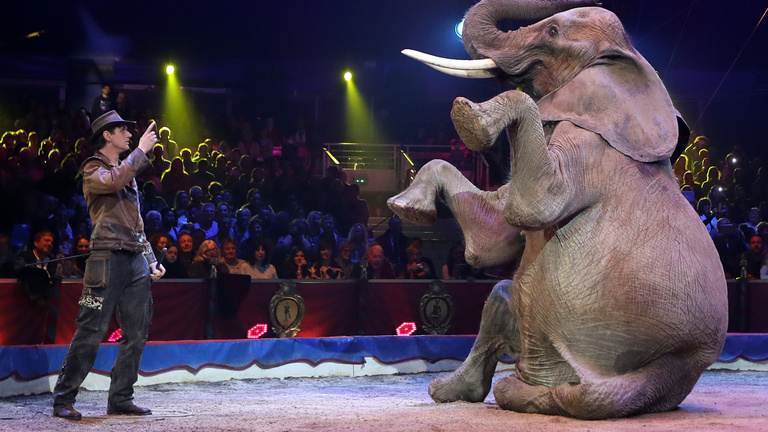 Pezsgőt kell bontani, ha kitiltják az állatokat a cirkuszból?