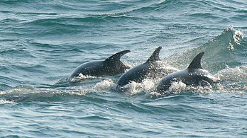 Megvan Anglia első delfinkolóniája