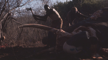Ciánnal öltek meg elefántokat orvvadászok Zimbabwében