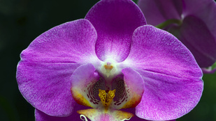 Így neveld az orchideád!