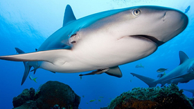 Ha a cápák kihalnak, az emberiség is