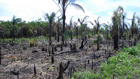 Brazília nem védi tovább az esőerdőket