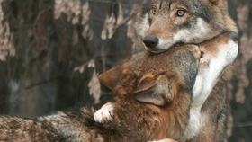 Nyolcvan éves csúcson a farkaspopuláció a franciáknál