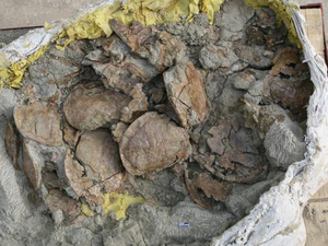 1800 teknős csontjaira bukkantak Kínában