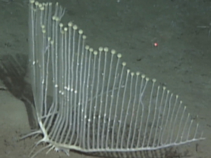 Hárfaszerű húsevő tengeri szivacsot találtak