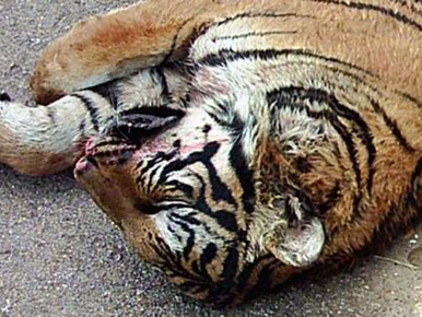 Hatezer tigris haldoklik Kínában