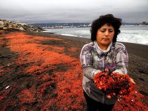Garnélák lepték el a chilei a partokat