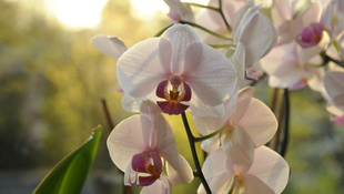 Így tartsa életben az orchideáját!