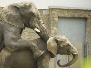 Készül a nyíregyházi állatkert új elefántja