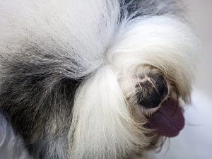 Magyar bobtail lett a világ legszebb kutyája