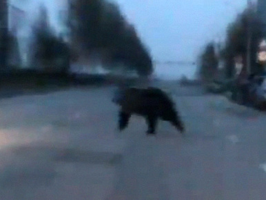 Óvoda körül csellengett a nyizsnyevartovszki medve