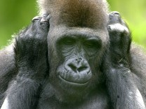 Néha a gorillanők (is) féltékenységből szexelnek