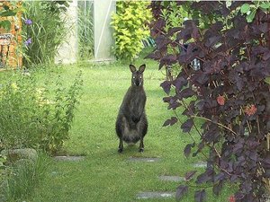 Elszaporodtak a kenguruk Ausztriában