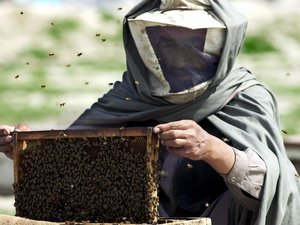 Mézdrágulás lesz a méhpusztulásból