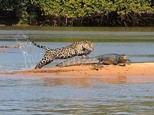Kajmánt ölt a szóvicces nevű jaguár