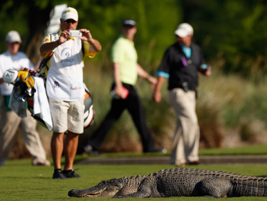Krokodil támadt a golfozóra