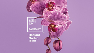 2014 színe a ragyogó orchidea