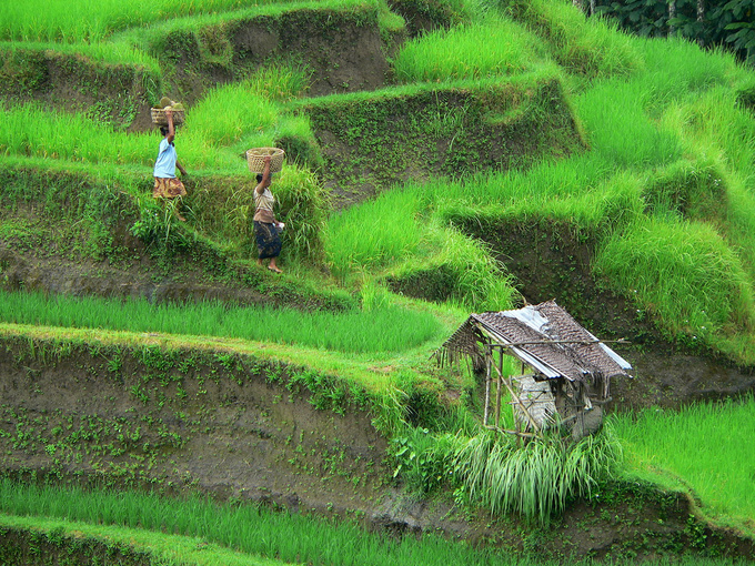 No photoshopping gimmickry here: sprouting rice really looks this intense green. Most Balinese people work in agriculture, villages are surrounded by plantations. Growing rice is a tedious job, especially on hillside  terrains because these terraced plantations are often not accessible by motor vehicle, leaving farmers to carry the harvest themselves - and that often means three times a year, due to the tropical climate of the island.