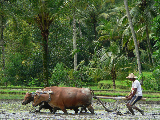Animals in agriculture: oxen are still widely used on rice fields, although specialised motor vehicles are rapidly gaining ground. Before seeds are sown, the land is tilled - or rather, the mud is stirred - with a wooden plough. After all, you don't need heavy steel equipment for the soft mud covering the fields. 