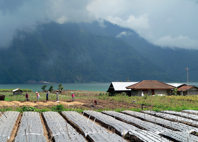 Farm at the foot of the Batur volcano. The mountain region is somewhat cooler, providing excellent climatic conditions for growing vegetables, practically around the year. The picture shows covered-up and fertilized seed beds in the foreground, while farmers preparing further beds in the background. There are no roads leading into this Batur village; instead, locals get around using boats