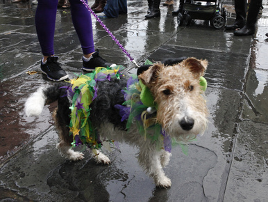 A kutyák jólétéért vonultak fel New Orleansban