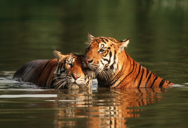 Bár a kutatók még mindig tanulmányozzák a tigrisek kannibalizmusát, van néhány bizonyíték arra, hogy a felnőttek időnként kölyköket és más felnőtteket is elfogyasztanak