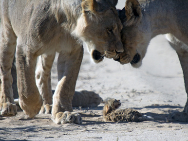 Napi horror: felnőtt oroszlánok és egy árva vadmacska kölyök