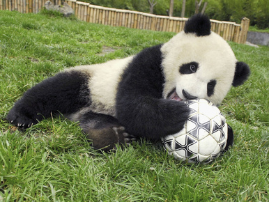 Jön a VB, jön a jós panda is