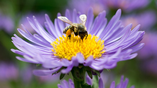 Amikor a méhcsípés segít a gyógyulásban