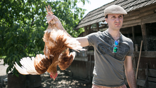 Tisza-túra: Így szerezzen saját csirkét vidéken!
