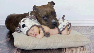 Cukiság: kicsi babák óriási kutyabarátokkal