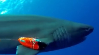 Szenzációs cápavideókat rögzített a japán kamera