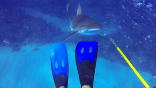 Nyolc videó: ezért ne cicázzon a cápákkal