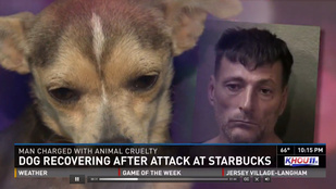 Napi rohadék: kiskutyával dobta be a Starbucks ablakát