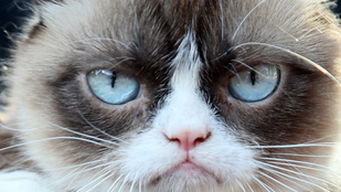 Grumpy Cat lesz a pankráció házigazdája