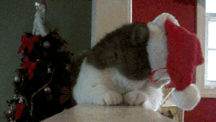 Pusztító macskás boldog karácsonyt kívánunk!