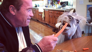 Látta már Arnold Schwarzeneggert pónit etetni?