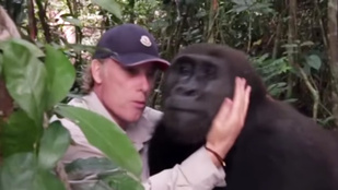 Így örül egy gorilla a nevelőjének, akit évek óta nem látott